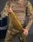 Тактическая сумка на пояс MILITARY RANGERS кайот ВТ7592